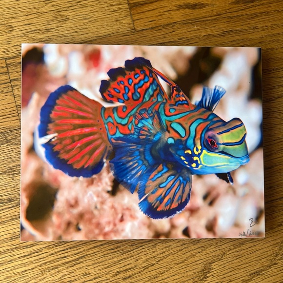 Exotic Tropical Mandarin Gobi Fish Lithography - Picture 8 of 9